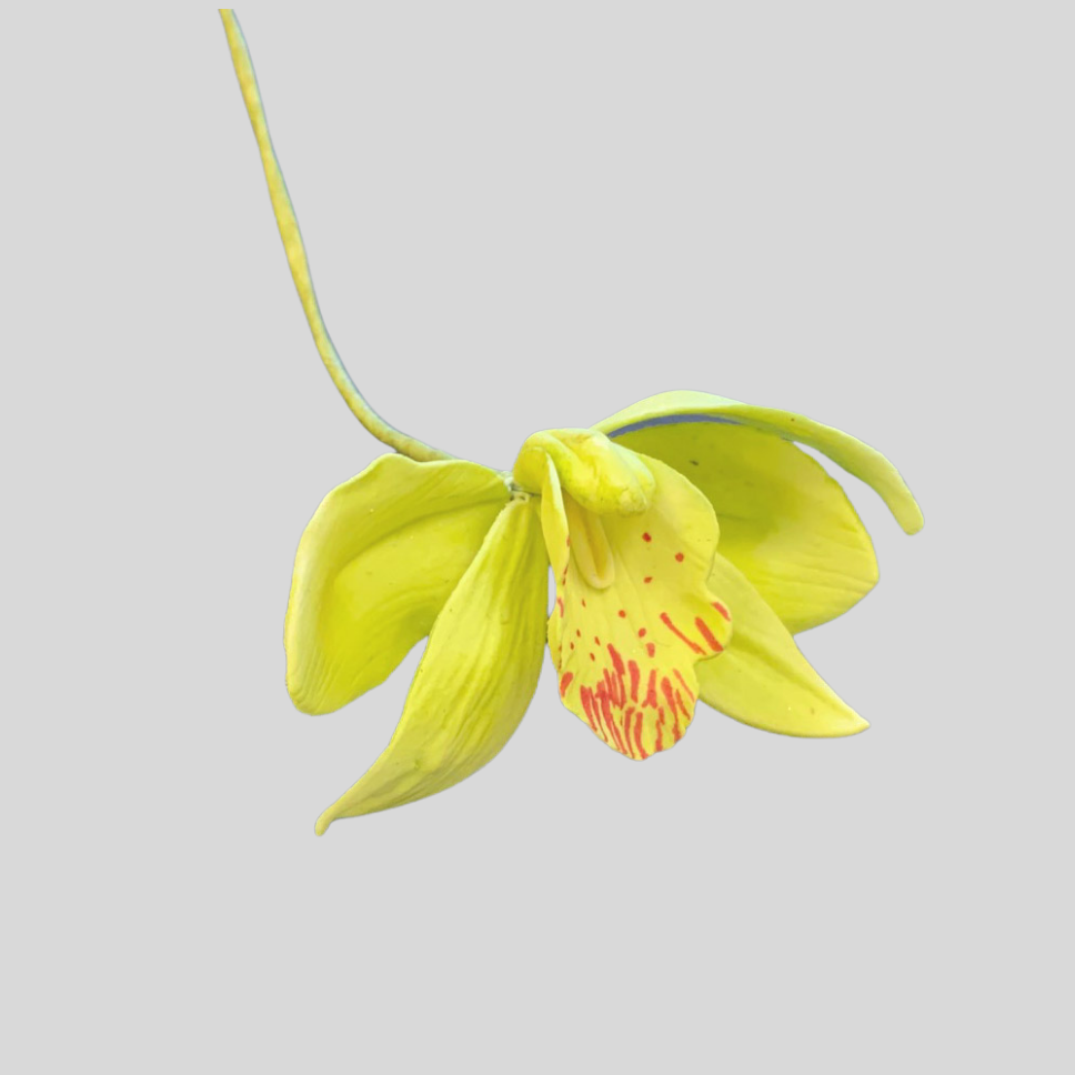 Cymbidium Orchid Cutter - FMM Sugarcraft