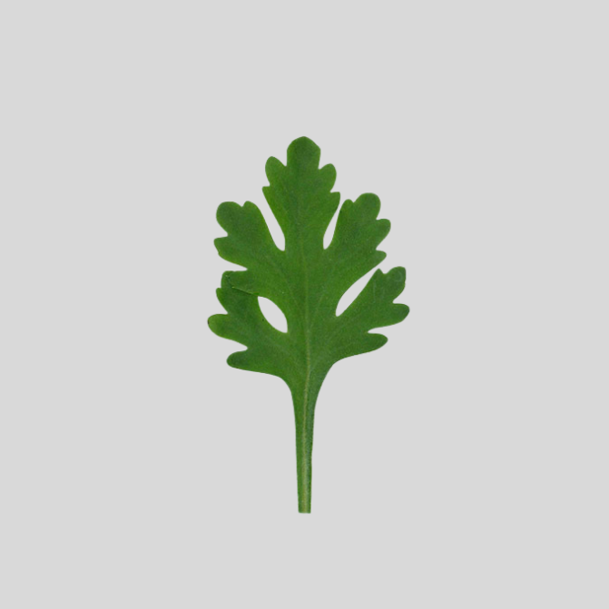 Chrysanthemum Leaf Cutter - FMM Sugarcraft