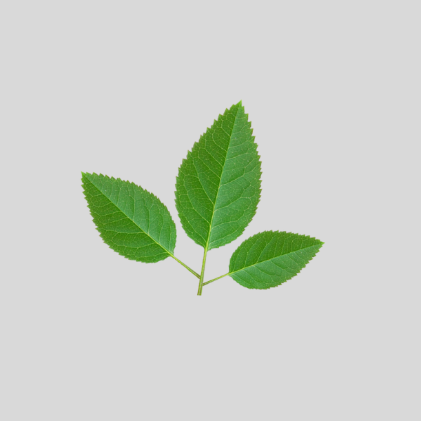 Rose Leaf set of 3 Cutters - FMM Sugarcraft